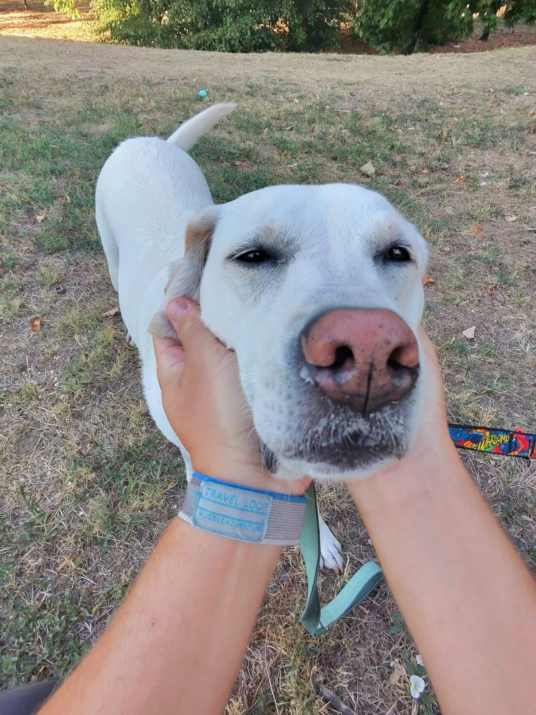 POV dogs