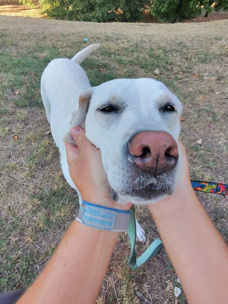 POV dogs