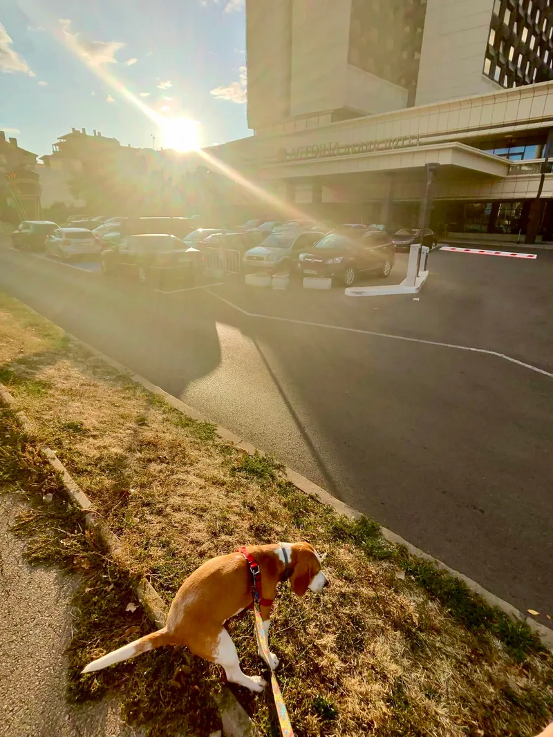 Dogs pooping on Golden Hour