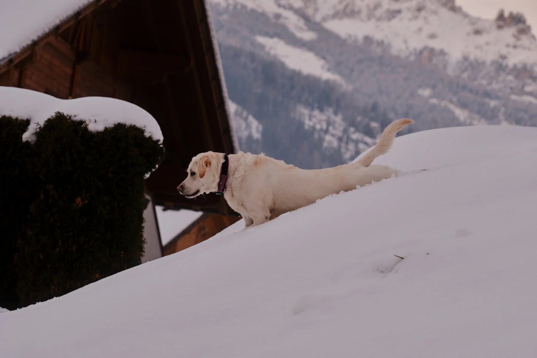 Ski @ the Dolomites - Paradise on Earth